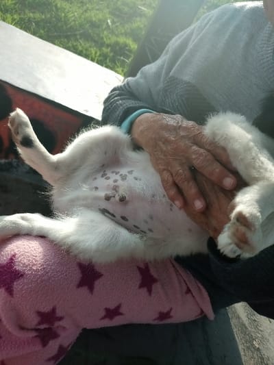A small white dog with black spots on its belly lies on its back, cradled in someone's lap. A pink blanket with purple stars is beneath the dog. A hand gently rests on its stomach. The person is wearing a gray sweater with a blue-green cuff visible. The background includes a dark surface, likely a table, and green grass in the sunlit distance.