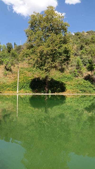 The image depicts a serene natural scene featuring a large tree prominently positioned in the foreground, casting a deep shadow. The tree stands against a backdrop of a lush, green hillside covered in dense vegetation and smaller trees. Below the hillside and in front of the tree is a body of calm, green water, likely a pond or reservoir, which reflects the tree and the surrounding landscape. The sky above is a clear, vibrant blue, dotted with a few white clouds. A thin, white vertical pole is visible to the left of the tree, emerging from the water's edge. The overall impression is one of tranquility and natural beauty, possibly a park or a natural reserve. The image does not contain any people or obvious signs of human activity beyond the pole. The location is identified as Mirata, Tajikistan.