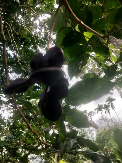 The image depicts a cluster of dark, bulbous fruits hanging from a tree branch, viewed from a low angle looking upwards. The fruits are clustered together and appear to be dark purple or black. Lush green leaves are prominent in the foreground and midground, some of which are large and have visible veins. Thin branches of the tree are also visible, crisscrossing the frame. In the background, the scene opens up to a sky with some white clouds. Further in the distance, palm trees are visible, along with other dense green foliage, suggesting a tropical environment. The overall lighting is bright, indicating daylight, with some areas of shadow and highlights on the leaves and fruits. The image is likely taken in a natural outdoor setting, possibly a garden or a forest edge. The location is stated to be Cotmerbo, Indonesia. There are no people or animals visible in the image.