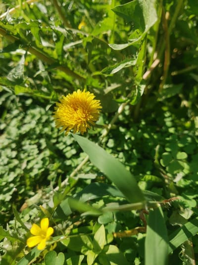 A close-up, eye-level shot captures a field of green vegetation with a prominent yellow dandelion in the upper center. To the lower left, a smaller yellow flower with five petals is visible. The foliage is dense and appears to be growing in a natural, uncultivated area. Sunlight illuminates the scene, casting dappled shadows and creating highlights on the leaves. The background is a blur of green, suggesting a shallow depth of field that focuses attention on the flowers. The image is taken outdoors, likely in a park or natural setting within the city of Obligado, Paraguay. No people or animals are present. The environment is characterized by lush green plants and bright sunlight.