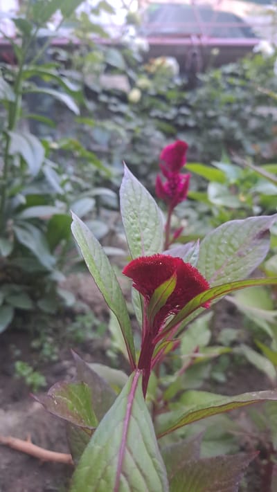 In a garden setting, likely in Sülüktü, Kyrgyzstan, a close-up shot focuses on the vibrant red, velvety bloom of a Celosia plant. The flower, with its ruffled, flame-like appearance, is the central subject, surrounded by its own lush green and purplish-red foliage. In the background, other plants and greenery create a soft, out-of-focus backdrop. The ground beneath the plant is visible, appearing as dry soil. The lighting suggests it might be daytime, with soft, diffused light illuminating the flower. No people or animals are present in the frame.