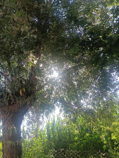 The image is a low-angle shot looking up into the canopy of a large tree with dense green foliage. Sunlight filters through the leaves, creating a bright, dappled effect. Some white, fluffy material, possibly cottonwood fluff or spiderwebs, is visible clinging to the branches and leaves. The trunk of the tree, on the left side of the frame, is rough and textured. Behind the tree, a line of tall green plants, possibly corn stalks, is visible. The background is a bright, blown-out sky, indicating it is daytime. In the foreground, a chain-link fence is partially visible, covered with some of the white fluffy material. The scene appears to be outdoors in a natural or semi-natural setting, possibly a rural or park area. The location is identified as Джар-Ооз, Kyrgyzstan. There are no people or animals visible in the image.