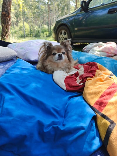 A small, long-haired tan dog lies on a blue surface next to a striped blanket in a forest setting. The dog is looking towards the camera with its ears perked up. Behind the dog, a dark green car is parked. Pillows are visible to the left of the dog, and a tree trunk is to the far left. The background consists of a sunlit forest with deciduous trees. The image appears to have been taken outdoors in the city of Nepryakhinskoye Sel'skoye Poseleniye, Russia, likely during daytime given the lighting.