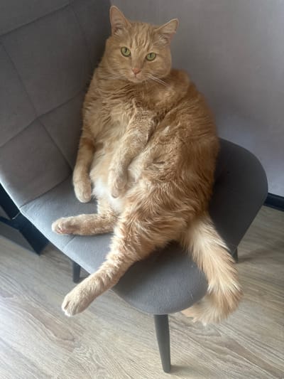 An indoor scene in Monchegorsk, Russia, features an adult orange tabby cat seated in an upright, human-like posture on a gray upholstered chair. The cat possesses thick, medium-length orange fur and prominent green eyes, directed straight at the viewer. Its front paws are tucked in, and its hind legs are splayed, with one paw visible on the chair's seat and the other extending down to the floor. The chair is upholstered in gray fabric, showing visible stitching on the backrest and seat, and stands on dark, slender legs. The floor is light-colored wood or laminate with distinct grain. A plain, light-toned wall forms the background, with a dark baseboard or furniture piece visible in the lower right corner. The lighting is uniform, suggesting an interior setting. No people are present.