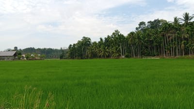 This is a landscape photograph taken in Pantonmesjid, Indonesia, featuring a vast, vibrant green rice paddy field in the foreground. The field stretches from the lower edge of the image towards the horizon. In the mid-ground, a line of various trees, predominantly palm trees, forms a dense green border along the edge of the rice paddy. Among these trees, on the left side, a building with a dark, sloping roof is partially visible, appearing to be a house or barn. Further to the right of this building, other smaller structures or houses are nestled within the trees. The background is dominated by a lush, dense forest on a gentle slope, with the sky above filled with scattered white clouds against a pale blue backdrop. The overall scene conveys a sense of rural tranquility and agricultural abundance.