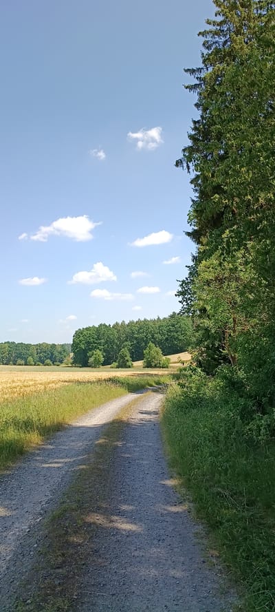 A dirt road curves through a rural landscape under a bright blue sky with scattered white clouds. The road is lined with tall green grass on the right and a field of golden crops on the left. In the background, a dense forest of green trees forms a backdrop to the fields. A large evergreen tree stands prominently on the right side of the image, its branches reaching towards the sky. The scene appears to be located in the vicinity of Vilseck, Germany, a region known for its agricultural fields and forests. There are no people or animals visible in the image.