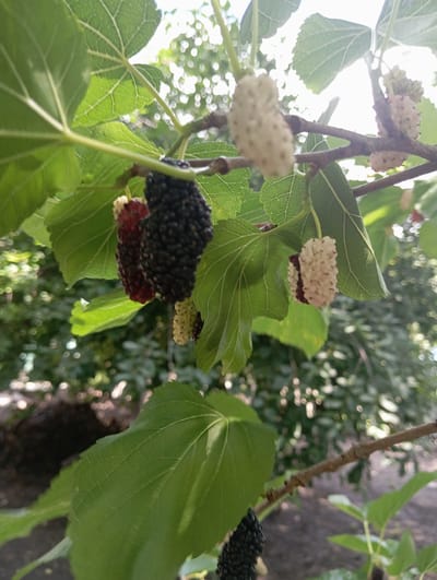 This media file is a close-up, eye-level shot of ripe mulberries on a tree branch, taken outdoors in Keleberdivka, Ukraine. The scene is dominated by the fruit and foliage, with a blurred background of more trees and dappled sunlight, suggesting a bright, possibly midday, time.
The subjects are several mulberries in various stages of ripeness and color. One cluster is predominantly dark purple, indicating full ripeness. Adjacent to it are mulberries that are lighter, a mix of red and white, suggesting they are still developing or are a different variety. There are also white mulberries visible, some appearing to be partially ripe. The mulberries are clustered together on thin, brown branches, interspersed with large, green mulberry leaves. The leaves are veined and have a slightly serrated edge, characteristic of the mulberry plant.
The activity depicted is the natural growth and ripening of fruit on a tree. There is no human activity or interaction with the fruit visible.
Notable details include the vibrant contrast between the dark purple mulberries and the bright green leaves, as well as the soft bokeh effect in the background, which highlights the sharpness of the foreground subjects. The lighting suggests it is a sunny day. The presence of mulberries on a tree in this rural setting is typical for the Ukrainian countryside during the fruiting season. The image evokes a sense of natural abundance and the simple beauty of ripe produce. There is no visible text in the image.