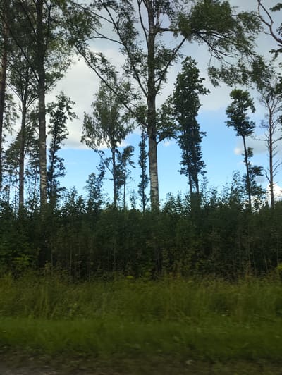 The image shows a view of trees and vegetation. Tall, slender trees with dark bark and green leaves dominate the upper half of the frame, silhouetted against a cloudy sky with patches of blue. A dense line of dark green bushes and smaller trees forms a horizontal band across the middle ground, separating the taller trees from the foreground. The foreground consists of a grassy area with tall, dry grass that appears to be blurred, suggesting movement or distance. The scene appears to be natural, possibly a roadside view in a rural or forested area. The location is identified as Võiste alevik, Estonia. There are no people or visible signs of human activity other than the implied presence of a viewer or photographer.