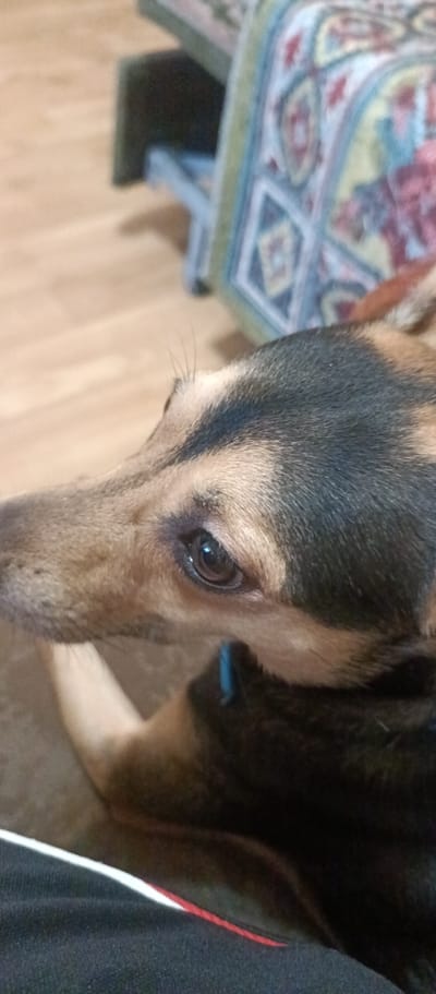 The image shows a close-up of a dog's face. The dog appears to be a mixed breed with tan and black fur. The dog's eye is visible, and it is dark brown with a reflection. The dog's nose is also visible, and it is black. The dog is looking to the left of the frame. In the background, there is a wooden floor and a colorful blanket. There is no discernible location in the city of Voskresenskiy, Russia.