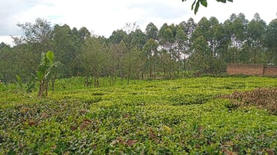 The scene depicts an agricultural landscape in Gesima ward, Kenya, under an overcast sky. The foreground and midground are dominated by an extensive field of vibrant green tea bushes, arranged in discernible rows. A patch of dried, brownish plant matter is observed on the far right of the tea field. In the left midground, a banana plant with large green leaves is visible, alongside other taller green plants interspersed within the cultivation area. The background features a dense line of tall, slender trees, consistent with eucalyptus, with additional dense green foliage extending further back. On the far right background, a reddish-brown brick structure, resembling a wall or a portion of a building, is partially visible behind the trees. No individuals, specific actions, or interactions are depicted.