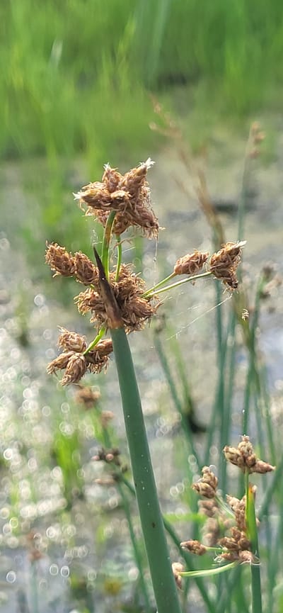 A close-up, vertical, eye-level shot focuses on a single, green, reed-like stem with clusters of dried seed heads. The seed heads are brown and appear papery, with some wispy filaments extending from them. Fine strands of spiderweb are visible, attached to the seed heads and extending into the background. The background is a soft blur of green foliage and shimmering, out-of-focus circles of light, suggesting a natural environment like a marsh or water's edge on a sunny day. There are no people or discernible structures present in the image. The overall impression is of a still, natural scene, possibly in the vicinity of Hetmanivka, Ukraine, given the information provided.