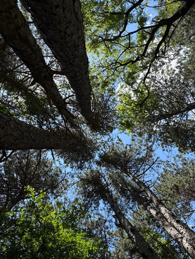This media file depicts a low-angle view looking up through the canopy of a forest, likely in a mountainous or hilly region given the setting of Žlijebi, Montenegro. The primary subjects are several tall trees, predominantly pine trees with their characteristic rough bark and dense foliage, and at least one deciduous tree with lighter green leaves. The perspective emphasizes the height of the trees, with their trunks converging upwards towards a bright blue sky dotted with a few wispy white clouds.

The time of day appears to be daytime, with sunlight filtering through the leaves, creating dappled patterns of light and shadow. The weather seems clear and pleasant. The scene evokes a sense of natural tranquility and the immensity of nature. The textures of the tree bark and the delicate patterns of the leaves are discernible, highlighting the organic details of the forest. There is no visible text in the image. The overall impression is one of being immersed in a dense woodland, looking up towards the open sky.