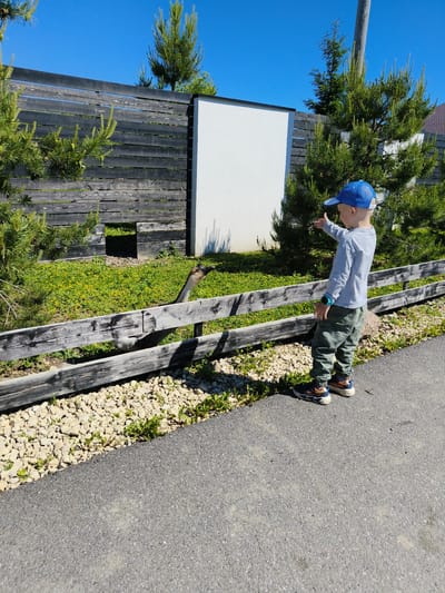A young boy in a blue baseball cap and grey long-sleeved shirt, green camouflage pants, and colorful sneakers stands on a paved path, pointing to his right. He is looking towards a wooden fence, behind which a goose is visible with its head and neck extended over the fence. The goose has grey and white plumage. The background features a dark wooden fence with horizontal planks, a white rectangular structure, and green trees under a clear blue sky. The area around the fence is covered in green grass, small yellow flowers, and light-colored gravel. The scene appears to be in a yard or park-like setting.