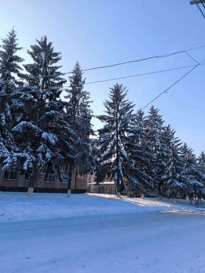The image depicts a winter street scene in Illintsi, Ukraine, under a clear, bright blue sky. A row of approximately ten tall evergreen trees, heavily laden with white snow on their branches, extends from the mid-ground towards the right. Their trunks are partially visible, with some lower sections painted white. Behind the trees on the left, a multi-story building constructed of light-colored brick with multiple rectangular windows is partially visible. Further to the right, another building facade is partially obscured by trees. The foreground and visible ground are entirely covered in a thick layer of undisturbed white snow, with a flat, snow-covered surface resembling a road or paved area running across the bottom of the frame. The sun, positioned high and slightly to the left, casts distinct shadows from the trees and structures across the snow-covered ground. Multiple dark power lines traverse the upper portion of the sky horizontally above the tree line. No individuals are present in the scene.