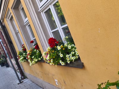 This media file captures a close-up, angled view of a building's facade adorned with flower boxes beneath its windows. The building's exterior is painted a textured, warm yellow. Multiple windows, framed in white, line the wall, reflecting the surrounding greenery and sky.
The main subjects are the vibrant flower boxes, filled with a profusion of petunias and other small, colorful flowers in shades of red, white, yellow, and pink. These flowers spill over the edges of the window planters, creating a lush and inviting display.
The scene appears to be set during the daytime, with bright light illuminating the building and flowers, suggesting fair weather. The angle of the shot, looking upwards along the building, emphasizes the architectural elements and the decorative floral arrangements. The sidewalk in the foreground, paved with grey rectangular stones, hints at an urban or semi-urban setting.
Notable details include a dark drainpipe running vertically along the building's side, and some minor wear and tear on the yellow stucco, particularly a patch of exposed grey underneath. The reflection in the windows provides a glimpse of trees and possibly other buildings, suggesting a well-maintained area. There is no visible text in the image. The overall impression is one of charm and natural beauty integrated into an architectural setting.