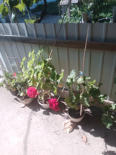 The image depicts an outdoor scene in Fanchykovo, Ukraine, featuring several potted plants lined up against a corrugated metal fence. The plants, predominantly geraniums, display vibrant pink and red blossoms, with lush green foliage. Each plant is situated in a light-colored pot, some of which appear aged or weathered. Support stakes, some made of wood and one tied with blue twine, are visible, helping to prop up the plants. The ground surrounding the pots is paved with concrete, showing some wear and scattered dried leaves. The background includes a wooden beam running horizontally along the top of the fence and hints of greenery and structures beyond. The lighting suggests a sunny day, casting shadows on the ground. No people are present in the image.