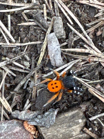 A close-up, overhead shot shows a vibrant, orange spider with a black cephalothorax and abdomen, and distinctive black and white banding on its legs, situated amongst dry, light-colored straw and dark soil. The spider's abdomen is adorned with four black, circular spots. The overall environment appears to be a natural, outdoor setting, possibly a forest floor or a garden bed. The image is taken in Kosovo, Bulgaria.