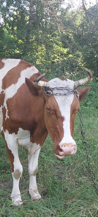 A brown and white cow lies in a grassy field, its body oriented horizontally within the frame. The cow is tethered by a metal chain around its neck, which extends upwards and out of frame. The cow's head is turned to the right, revealing a pink snout with brown spots and closed eyes. Its horns are visible, one curving upwards and the other downwards. The background consists of green grass and foliage, with trees visible on the left side of the image. The lighting suggests it is daytime, with sunlight filtering through the leaves. The scene appears to be in a rural outdoor setting. No text is visible in the image.