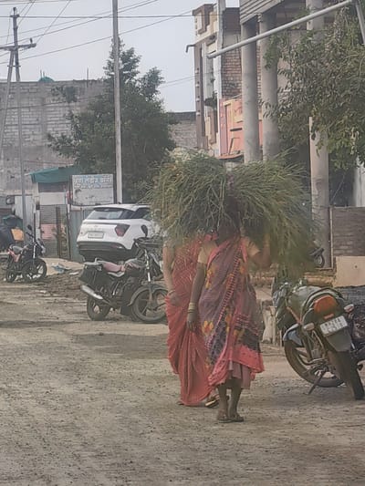 In the city of Padli, India, a woman walks on a dirt road carrying a large bundle of grass on her head. She is wearing a pink and black sari with a yellow blouse. Another woman, also in a sari, walks behind her, partially obscured by the grass. Two motorcycles are parked on the side of the road, and a white SUV is visible in the background. The environment appears to be an urban or semi-urban area with buildings and power lines. The road is unpaved and dusty.
