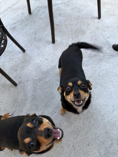 Two small dogs, one facing forward and the other upside down, are the subjects of this image. The dogs are black and tan, with pointed ears and dark eyes. The dog facing forward has its mouth open, showing its teeth and tongue, and appears to be looking up at the camera with an excited expression. The other dog is positioned upside down, with its mouth also open and tongue visible, its expression also suggesting playfulness. Both dogs are on a light-colored, textured surface that appears to be concrete, possibly a patio or outdoor area. In the background, there are several dark, ribbed objects that could be part of outdoor furniture or a railing. The lighting suggests it is daytime, and the overall scene conveys a playful and cheerful atmosphere. No text is visible in the image. The location context indicates this scene is in a garden in Bulgaria.