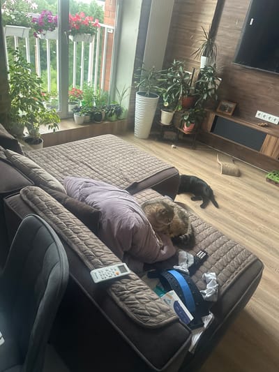 The image depicts an indoor scene, likely a living room, with a large sectional sofa dominating the foreground. The sofa is covered in a brown quilted fabric. On the sofa, a grey tabby cat is lying down, partially covered by a purple blanket. Next to the cat, there is a remote control and some folded grey socks. Further down the sofa, a black cat is resting. A white remote control is placed on the sofa cushion closer to the camera. The room features wooden flooring and a wall with a wood-paneled finish. A large television is mounted on the wall. To the left of the sofa, there is a large window with a balcony, where several potted plants are displayed. The plants include flowering varieties with pink and red blooms, as well as a leafy green plant. The window offers a view of greenery and trees outside. In the background, there is a wooden cabinet with storage compartments. Other objects in the scene include a cardboard cat scratcher, a green toy, and some other unidentified items. The overall impression is a comfortable, lived-in domestic space. The location in the city of Snt Del'fin, Russia, is not discernible from the image itself, as there are no specific geographical markers or contextual clues present.