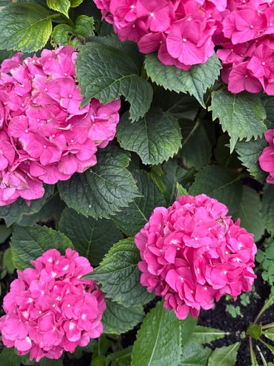 A close-up, overhead shot displays a cluster of bright pink hydrangeas with lush green leaves. The flowers are in various stages of bloom, with some fully open and others beginning to wilt. The leaves are large and textured, with serrated edges and visible veins. The background is a mix of dark soil and some smaller green plants, possibly clover. The scene appears to be a garden or park in Fairview Township, United States of America.