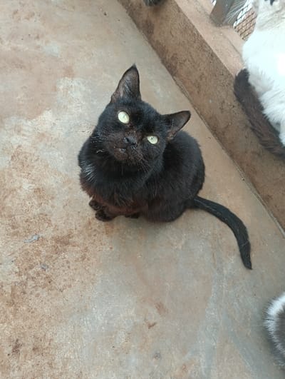 A black domestic cat with prominent bright green eyes sits on a light brown, textured ground surface in Limuru East ward, Kenya. The cat is positioned centrally, facing forward with its head slightly tilted and looking upwards. Its fur is uniformly black, and its nose appears somewhat discolored. Its tail extends behind it, curving to the right. Partially visible behind the black cat, on the right side of the frame, is a second domestic cat, showing white fur and a dark brown/black tail. A dark brown rectangular structure, consistent with a concrete beam, runs diagonally across the upper right background. Faint details of a wire mesh are discernible behind this structure. A small, dark patch of fur, indicative of a third animal, is visible in the top right corner of the frame.