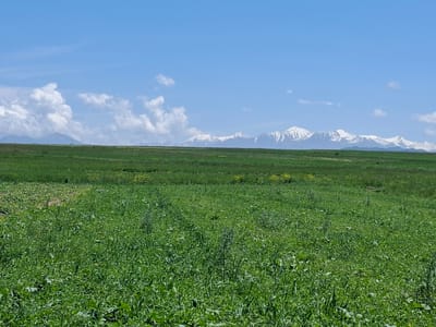 This image depicts a vast, green meadow under a bright blue sky with scattered white clouds. In the distance, a majestic mountain range with snow-capped peaks rises against the horizon. The foreground is dominated by lush green vegetation, possibly crops or wildflowers, creating a textured carpet across the landscape. The scene suggests a clear, sunny day, likely in the late morning or early afternoon given the quality of light. There are no people or specific objects visible, giving the image a natural and serene feel. The broad expanse of the meadow and the imposing mountains evoke a sense of wilderness and open space. The location context of Toguz-Bulak, Kyrgyzstan, aligns with the mountainous terrain and the vast natural landscapes typical of the region. The overall impression is one of natural beauty and tranquility.