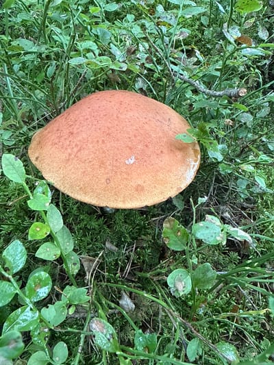 A close-up, top-down view captures a single, large, orange-capped mushroom nestled in a lush, green forest floor. The mushroom's cap is smooth and slightly convex, with a moist sheen indicating recent rain or dew. It is surrounded by a dense carpet of moss, small green plants with round leaves, and scattered pine needles. The background consists of more greenery, including taller grass-like plants and thin branches. The overall scene is natural and untouched, suggesting a forest or wooded area. The specific location is Mūrininkai, Lithuania. There are no people or animals present in the image.