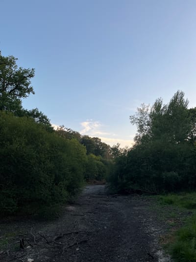 The image depicts a dry, cracked earth area surrounded by dense green foliage and trees. The ground is dark and appears to be muddy or clay-like, with visible roots and twigs scattered across its surface. To the left and right, thick bushes and trees form a dense barrier, with taller trees visible in the background. The sky above is a clear, pale blue with a few wispy clouds on the horizon. The lighting suggests it is either early morning or late evening. This scene is located in Rambouillet, France, possibly within a park or a natural reserve area, given the lush vegetation and the absence of urban structures. There are no people or animals present in the image.