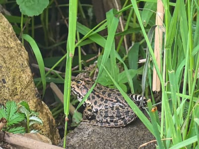 In Perevoloki, Russia, a leopard frog rests on a rock surrounded by lush green grass and foliage. The frog, with its distinctive spotted pattern of brown and black on a mottled background, is positioned to the right of a rough-textured, tan-colored rock. Its eyes are visible, looking forward, and its body is slightly hunched. To the right of the frog, a thin stalk of dry reed-like material stands upright among the vibrant green blades of grass. The overall environment suggests a natural, damp habitat.