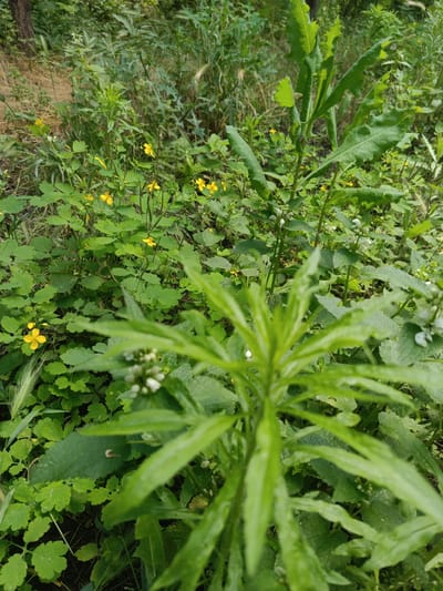This is a close-up, eye-level, outdoor, full-shot photograph of a dense, green, wild plant environment. The image is slightly out of focus in the foreground with the sharpest details in the mid-ground, suggesting a shallow depth of field. The scene depicts a variety of green leafy plants, some with small yellow flowers, and others with clusters of tiny white buds. A single stalk of wheat or similar grass is visible on the left side, extending upwards. The background is filled with more vegetation and a hint of dry grass or straw. The overall impression is that of a natural, uncultivated area. The location is given as the city of Ust-Dzheguta, Russia.