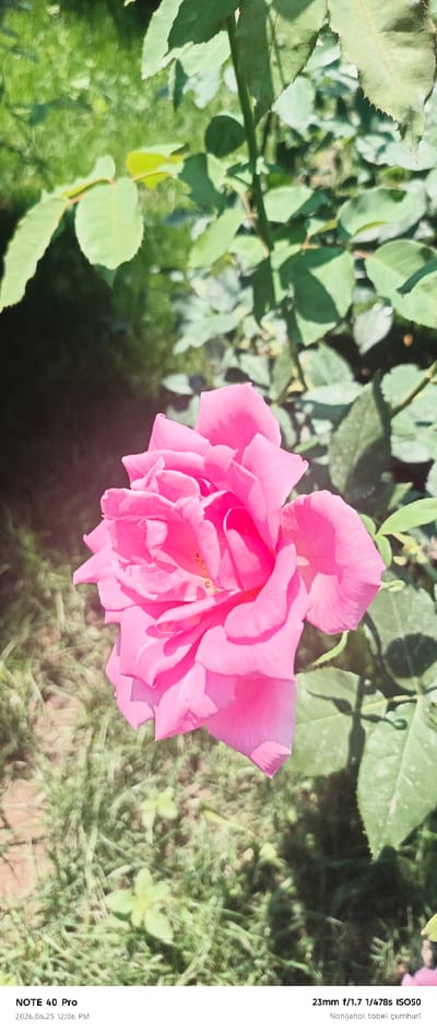 The image shows a close-up of a vibrant pink rose in full bloom. The rose is the primary subject, with its delicate petals unfurling in the sunlight. The background consists of lush green foliage, suggesting a garden or outdoor setting. The leaves of the rose bush are visible, some in sharp focus and others blurred, creating a sense of depth. The overall mood is serene and natural.

The lighting indicates it is daytime, likely sunny, given the bright illumination of the rose and the shadows cast by the leaves. The lower portion of the image displays text overlay, providing technical details about the photograph. It reads "NOTE 40 Pro" which likely indicates the phone model used to capture the image. Below this, a date and time are provided: "2026.06.25 12:06 PM". Further text includes camera settings: "23mm f/1.7 1/478s ISO50", and what appears to be a location or descriptive phrase in a foreign language: "Nohijahoi tobei çumhurī". While the specific location "Roghun, Tajikistan" is provided as context, it is not explicitly visible in the image itself, but the presence of a rose garden and the time of day are consistent with an outdoor scene in such a region. There are no people visible in the image.