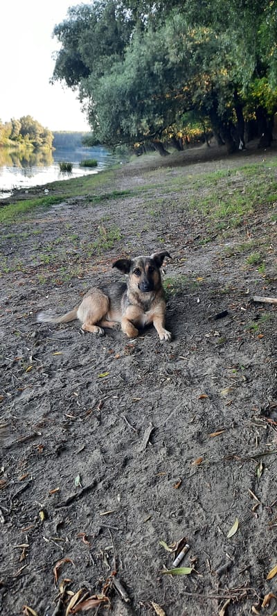 A medium-sized, short-haired dog with brown and black fur lies on a sandy riverbank. The dog is facing the camera, with its front paws tucked underneath its chest and its hind legs extended behind it. Its ears are perked up, and its eyes are open, looking directly at the viewer. The dog appears to be relaxed and alert.

The riverbank is composed of dirt and scattered leaves and twigs. There are some patches of grass growing on the bank, and a faint trail can be seen in the sand. In the background, a calm river flows, bordered by lush green trees and vegetation. The water reflects the sky and the trees, creating a serene and natural landscape. The scene is set during daylight hours, with soft lighting indicating it may be morning or late afternoon.

The location is identified as Dubăsarii Vechi, Moldova.