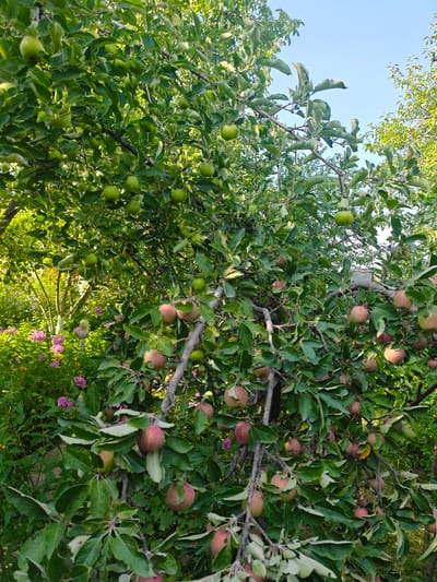 An apple tree laden with ripening apples is the subject of this image, which appears to be taken in the city of Baytik, Kyrgyzstan. The tree is dense with green foliage, and numerous apples are visible, ranging in color from green to red. Some apples are partially obscured by leaves, while others are prominently displayed on branches. The background reveals more greenery, suggesting a garden or orchard setting. The sky above is a clear blue.