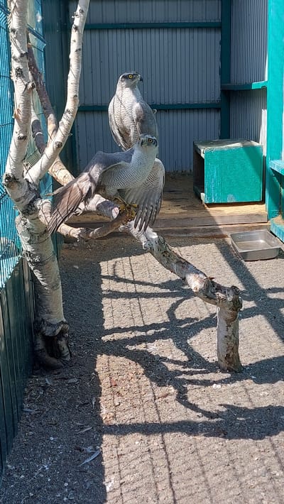 Two Northern Goshawks are perched on a tree branch in what appears to be an outdoor enclosure. The birds are primarily gray and white with distinct yellow eyes and sharp talons. One goshawk is looking to the left, its head turned sharply. The other goshawk is looking to the right. The enclosure has a corrugated metal wall in the background, painted in shades of gray and teal. There is also a wooden structure with a green box-like object on it. The ground is covered in gravel and debris, with shadows cast from a fence or bars onto the ground. The lighting suggests it is daytime, likely sunny. The image is taken at an angle, rotated clockwise. The setting appears to be an aviary or rehabilitation center.
