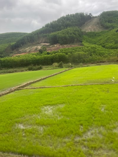 The image displays a rural landscape in Myui, Vietnam, under an overcast sky. In the foreground, multiple sections of vibrant green cultivated fields, likely rice paddies, are visible. These fields are segmented by narrow, raised earthen bunds, and several areas contain standing water reflecting the sky. Two small, white-feathered birds, consistent with egrets, stand in the water within the rightmost field section. Above the fields, a horizontal band of dense green foliage extends across the midground. Behind this, a prominent strip of reddish-brown earth is exposed on a hillside, indicating an area of land clearing or erosion. A faint, dark horizontal line, possibly a road or track, runs across this cleared area. Multiple thin, dark horizontal lines, consistent with power lines, traverse the midground. A small yellow marker flag is positioned near the center-left, at the edge of the green vegetation. The background features several undulating hills densely covered in tall, slender green trees. Additional lighter soil patches are visible on the upper slopes of these hills, suggesting further areas of land alteration. The sky above is uniformly grey and cloudy, without discernible breaks. No human figures or discernible structures of habitation are present.