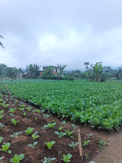 A lush, green field dominates the frame, filled with rows of leafy crops at varying stages of growth. Young seedlings in the foreground contrast with the more mature plants covering the majority of the area. A small house is visible in the background, nestled among trees, including banana trees. The sky is overcast, casting a soft, diffused light over the landscape. A paved road or path runs along the edge of the field.