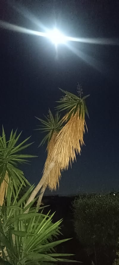 The image depicts a nighttime scene in what appears to be a garden or landscaped area. The primary subjects are several yucca-like trees or plants, some with green foliage and one with mostly dry, brown foliage. The background consists of a dark night sky with a bright light source, likely the moon, with visible light rays. There is some darker vegetation in the mid-ground. The location, specified as Forest Hills, Spain, is noted but not visually verified in the image. There are no people present and no specific actions or interactions are observable. The environment suggests an outdoor setting during the night.