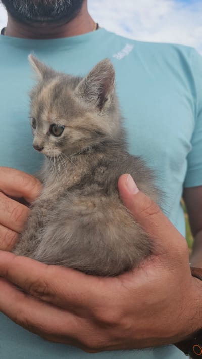 A person is depicted from the chest up, holding a small, fluffy gray kitten with both hands in Tsarkva, Bulgaria. The person, who has a salt-and-pepper beard, is wearing a light blue short-sleeved t-shirt with faint white text on the upper right chest. A thin gold-colored chain is visible around the neck. On the person's right wrist, a dark watch with an orange circular detail is present. The kitten has greenish-brown eyes and prominent white whiskers, and its fur appears to be a diluted calico or tortoiseshell pattern with shades of gray and faint beige/orange. It is looking to its left and slightly downwards. The background is out of focus, revealing a light blue sky with white clouds in the upper portion and blurred green elements, likely foliage, in the lower right. The person's hands are cupping the kitten, supporting its body.