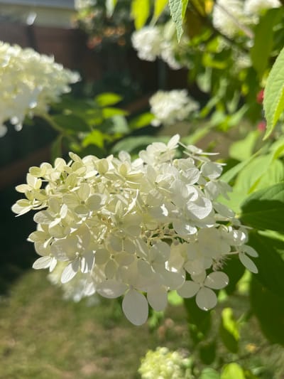 A close-up, outdoor, daytime, eye-level shot shows a cluster of creamy white hydrangea flowers in bloom, with a blurred green and brown background of foliage, grass, and a wooden fence. The flowers are delicate and have multiple petals, with some appearing lighter or more translucent than others. The image captures the texture and form of the blossoms in sharp focus, while the surrounding environment is softened, suggesting a shallow depth of field. The lighting is natural and bright, casting subtle shadows and highlighting the luminous quality of the petals. There are no people or animals visible in the scene. The image appears to be taken in Gresham, Oregon, United States of America, a city known for its gardens and natural beauty.