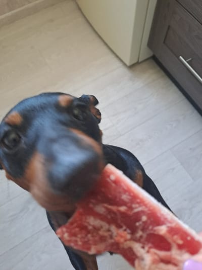A black and tan dog, consistent with a Doberman Pinscher breed, is depicted indoors within a residence in Bel'kovo, Russia. The dog is positioned centrally, with its head and upper body directed towards the viewer, its snout very close to a piece of raw, reddish meat. The meat, displaying white striations consistent with fat or connective tissue, is held by a human hand, of which only the fingertips and a pink-painted thumbnail are visible at the bottom right of the frame. The dog appears to be engaging with the meat, potentially about to consume it. The background consists of light-colored, possibly laminate, flooring. To the left, a light beige or white wall or cabinet is visible, meeting the floor line. To the right, a dark brown wooden cabinet featuring a silver horizontal pull handle is present.