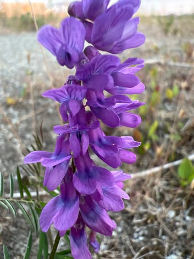 A close-up, vertical, eye-level shot focuses on a cluster of small, purple pea-like flowers hanging from a stem. The flowers are a vibrant shade of purple with some darker blue tones towards the centers. They are arranged in a raceme, with individual blossoms pointing downwards and slightly outward. The background is softly blurred, showing dry, earthy ground with patches of green foliage and some thin, dry stalks. The lighting suggests it might be late afternoon or early morning, with a warm, diffused light. The image does not depict any urban or city elements and therefore cannot be specifically located in Nasva alevik, Estonia.
