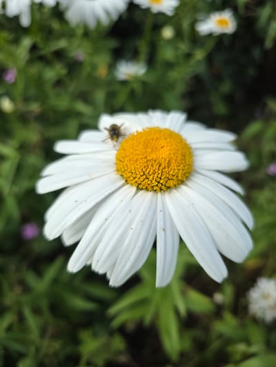 A close-up, top-down view of a single daisy in bloom is presented. The daisy has bright white petals radiating from a vibrant yellow center. A small bee, with distinct yellow and black stripes, is perched on the yellow center of the daisy, appearing to be collecting pollen. The daisy is set against a blurred background of green foliage, with hints of other white flowers and small purple flowers also out of focus. The image appears to have been taken outdoors in natural light, likely in a garden or meadow. The location within Claremorris, Ireland, is not specified by the visual information in the image.