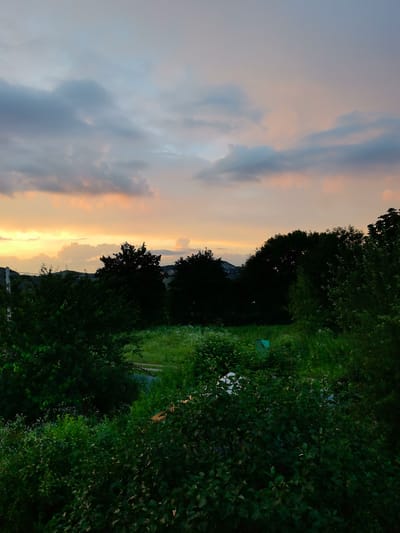 The image depicts a natural landscape under a twilight sky. The sky is filled with clouds displaying hues of orange, yellow, and gray, indicating either sunrise or sunset. Below the sky, a dense line of dark green trees forms a silhouette against the lighter sky. In the foreground, a thick layer of lush green foliage, consisting of bushes and smaller plants, dominates the lower portion of the frame. A patch of green grass can be seen in the middle ground, with some scattered white flowers. A small, blue object, possibly a bin or a container, is partially visible in the grassy area. The overall scene conveys a peaceful, natural setting. The location is identified as Bagovskaya, Russia. There are no people, actions, or interactions visible in the image.