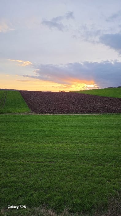 The image displays a rural agricultural landscape in Ottonville, France, at either sunrise or sunset. The scene is dominated by cultivated fields under a partly cloudy sky. The foreground features a vibrant green field of low-lying vegetation. Immediately beyond this, and separated by a subtle horizontal transition, lie two distinct parcels of land: a rectangular section of dark, freshly tilled brown earth to the right, and a similarly shaped section of green pasture or young crops to the left, exhibiting faint linear markings consistent with agricultural activity. A cluster of dark tree silhouettes is visible on the distant horizon, precisely at the juncture between the tilled field and the sky. The upper half of the image is occupied by a sky showing a band of intense orange and yellow light along the horizon, indicative of the sun's position, fading into lighter grey and white clouds higher up. No individuals or active subjects are present. The bottom-left corner of the image contains a watermark that reads "Galaxy S25."