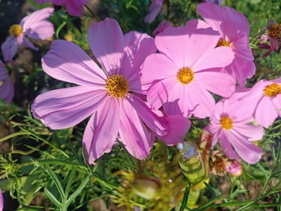 The image displays a close-up view of several pink cosmos flowers in bloom, with their delicate petals and yellow centers prominent. The flowers are surrounded by lush green foliage, with some stems and seed pods also visible. The lighting suggests a sunny day, casting soft shadows on the petals. The background is blurred, indicating a shallow depth of field, with hints of soil and other greenery. There are no people or animals present in the image. The scene appears to be an outdoor garden or natural setting. The location in Alexandrovskoe, Russia, would imply a temperate climate suitable for these flowers.