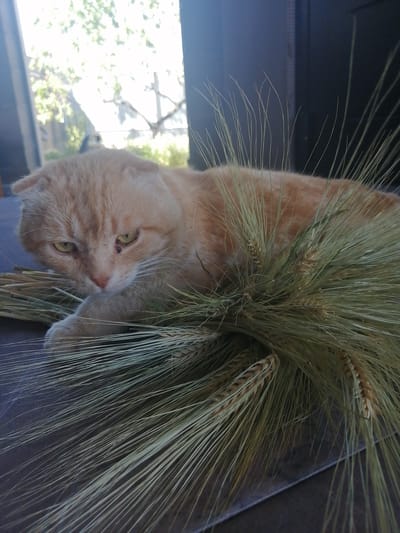 A light orange tabby cat, with folded ears and yellow eyes, lies on a dark surface. The cat is partially obscured by a bouquet of dried wheat stalks. The wheat is light green and tan, with long, thin stalks fanning out. The cat's body is mostly hidden by the wheat, but its head and front paw are visible. The cat is looking towards the left of the frame with a slightly furrowed brow. Behind the cat and wheat, a blurry background shows a window with sunlight streaming through, illuminating some green foliage outside. A dark vertical structure, possibly a door or wall, is visible to the right. The scene appears to be indoors, near a window, in a residential setting. The location is identified as Novoterky, Russia.