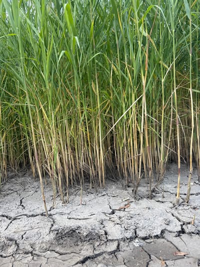 This is a low-angle, medium shot of tall, green reeds growing from cracked, dry earth in Soloslovo, Russia. The reeds dominate the upper portion of the frame, with their stalks ranging from green to yellowish-brown, indicating some dryness or progression of seasons. The ground in the foreground is characterized by deep, irregular cracks in the mud, suggesting a drought or a dried-up water body. Scattered dry leaves and debris are visible on the cracked earth. The scene is devoid of any people or animals.