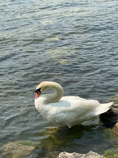 The image shows a white swan in calm, slightly rippled water. The swan is positioned in the center-left of the frame, with its head curved downwards towards the water. It has a bright orange beak with a black tip and an orange patch at the base. The swan's body is mostly submerged, with its white feathers contrasting against the dark water. The background consists of more water, reflecting the sky and appearing slightly textured with gentle waves. The foreground shows some rocks partially submerged in the water on the right and left edges of the image. The lighting suggests it is daytime, with sunlight reflecting off the water's surface. There are no people or buildings visible in the frame. The location is identified as the city of Laténa, Switzerland.